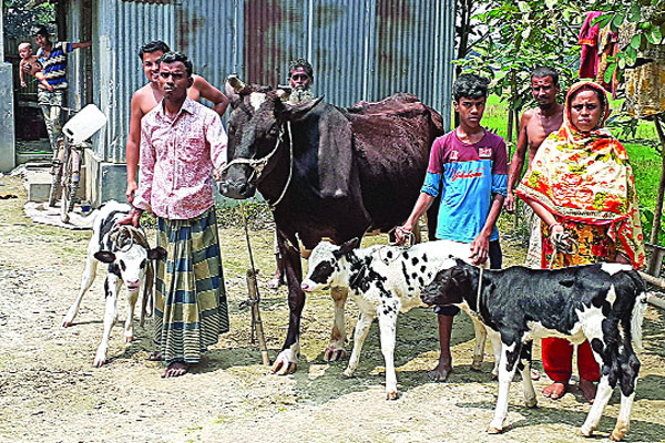 একসঙ্গে তিনটি বাছুরের জন্ম