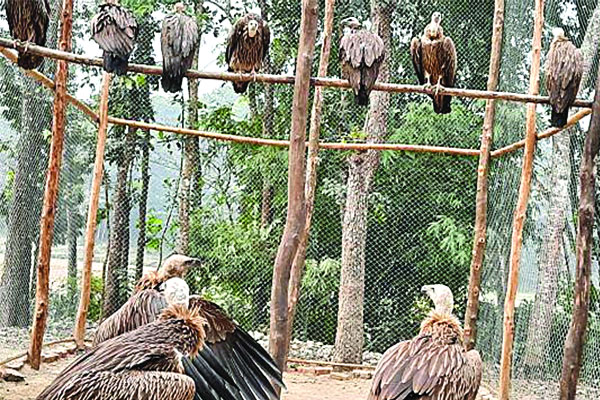 মুক্ত জীবনে ১৮ শকুনসহ ৪০ প্রাণী