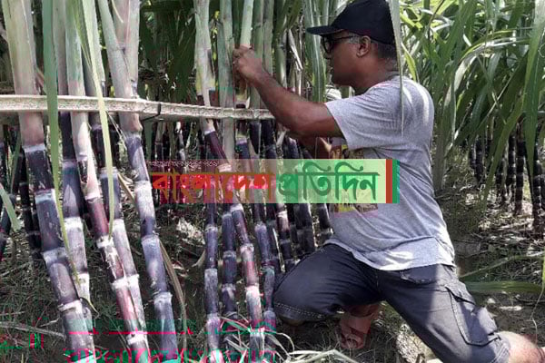বগুড়ায় চাষ হচ্ছে ফিলিপাইনের আখ 'ব্ল্যাক সুগার কেইন'