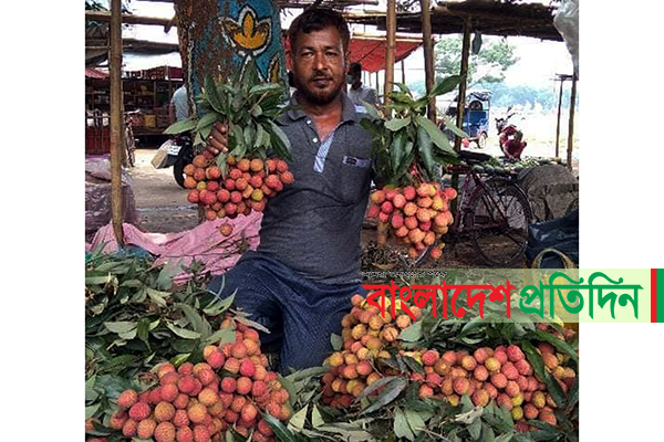 লিচুর রাজ্য দিনাজপুরে এবার ফলন কম, দাম চড়া