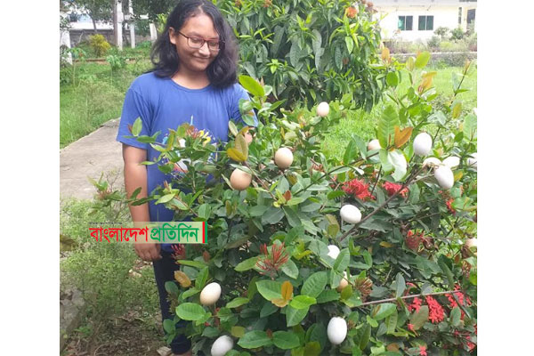 গাছের ডালে 'ডিম' ধরিয়েছে রাতা!