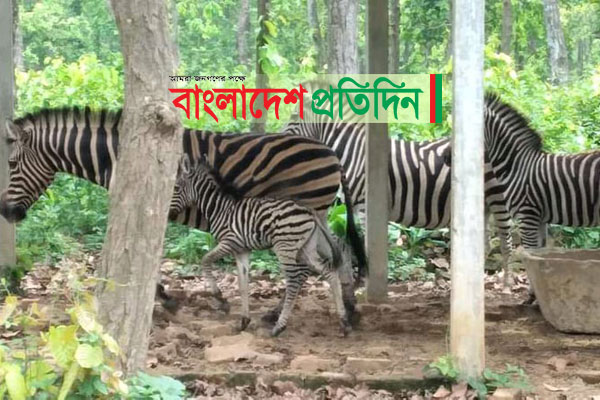বঙ্গবন্ধু সাফারি পার্কে জেব্রা পরিবারে নতুন অতিথি

