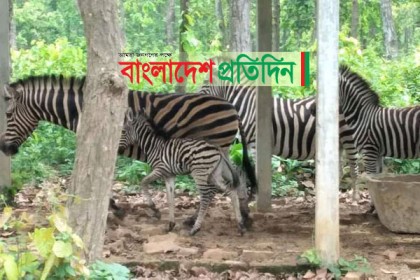 বঙ্গবন্ধু সাফারি পার্কে জেব্রা পরিবারে নতুন অতিথি

