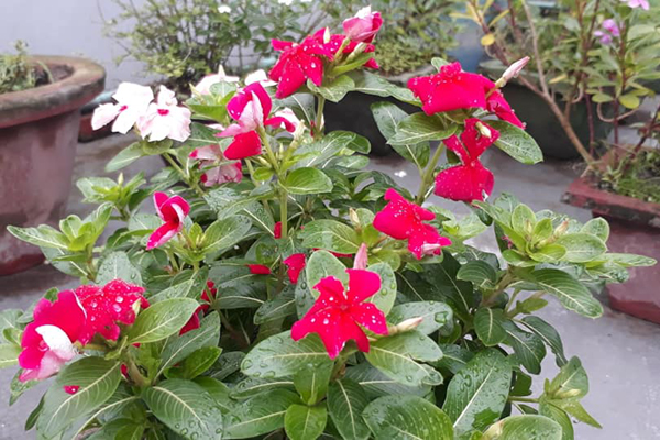 রংপুরে ছাদ বাগানের সমাহার 