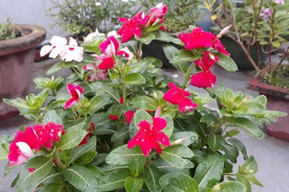 রংপুরে ছাদ বাগানের সমাহার 