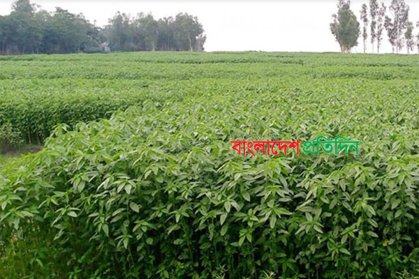 
যমুনার চরে সবুজের বিপ্লব, ভালো ফলন পাওয়ার স্বপ্ন বুনছেন পাট চাষীরা