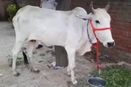 আটক কৃষকের মুক্তির দাবিতে গরু নিয়ে থানায় বিক্ষোভ!