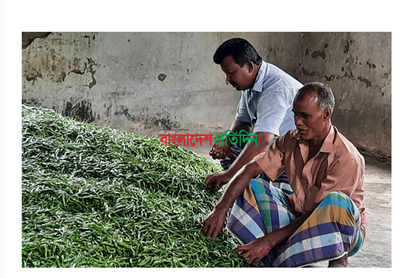 মানিকগঞ্জে মরিচের বাম্পার ফলন,  দামে হতাশ কৃষক 