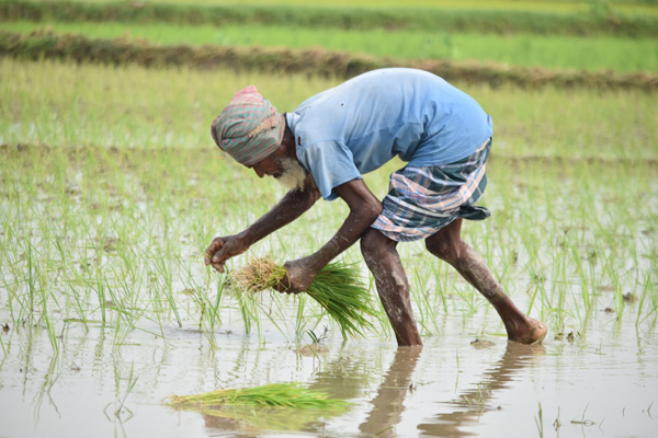 আমনের বীজ পাচ্ছেন না তেঁতুলিয়ার কৃষকরা