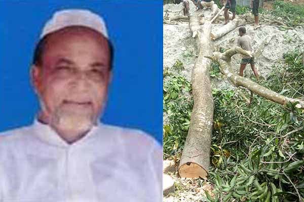 রৌমারীতে ইউপি চেয়ারম্যানের বিরুদ্ধে সরকারি গাছ কাটার অভিযোগ