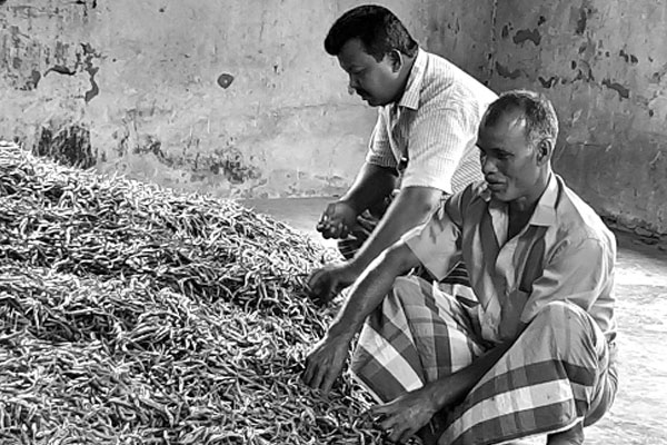 মরিচের বাম্পার ফলন কিন্তু হতাশ কৃষক