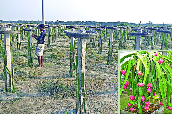 নেত্রকোনায় বাণিজ্যিকভাবে ড্রাগন চাষ