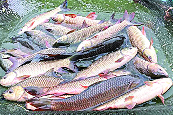 স্বাধীনতার সুবর্ণজয়ন্তীতে দেশের পুকুরে ‘সুবর্ণ রুই’