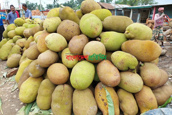 শ্রীপুরের কাঁঠাল রপ্তানি হচ্ছে বিদেশে 
