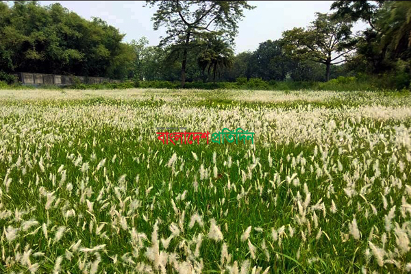 বন্ধ কলেজ ক্যাম্পাসে সবুজের সমারোহ