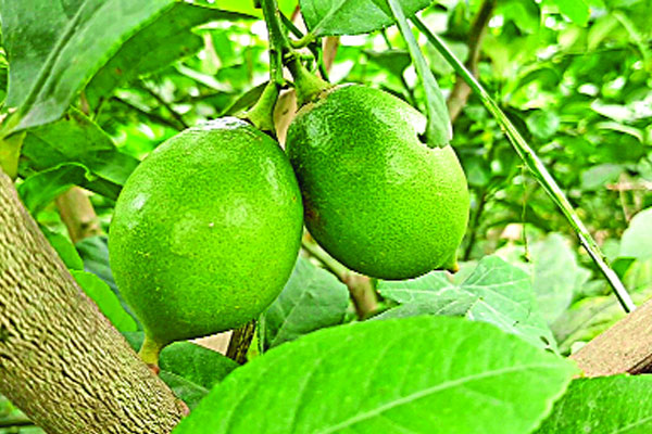 বাংলাদেশে ভিয়েতনামের লেবু
