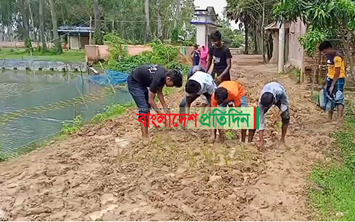 দুপচাঁচিয়ায় কাঁচা সড়কে জনদুর্ভোগ, ধানের চারা রোপণ করে প্রতিবাদ 