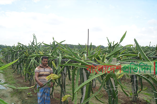 কুমিল্লায় জনপ্রিয় হচ্ছে ড্রাগন চাষ
