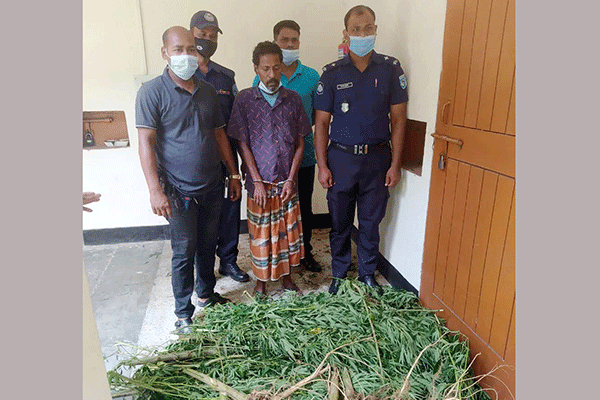 ঠাকুরগাঁওয়ে গাঁজার গাছসহ মাদক ব্যবসায়ী গ্রেফতার