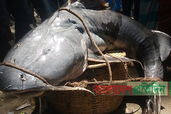 ৫২ কেজির বাঘাইড় মাছ বিক্রি হলো ৪০ হাজার টাকায় 