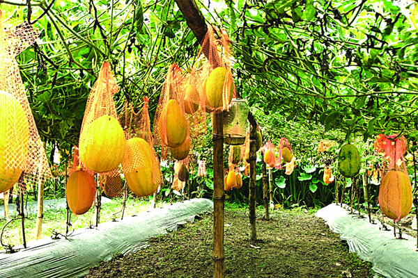 বারোমাসি তরমুজ চাষে নারী