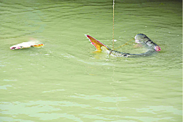 পদ্মায় জেলের জালে বিশাল পাঙ্গাশ