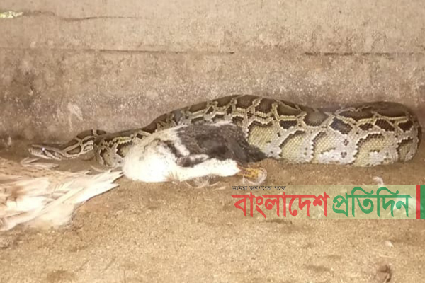লোকালয়ে খাবার খেতে এসে ধরা পড়ল অজগর