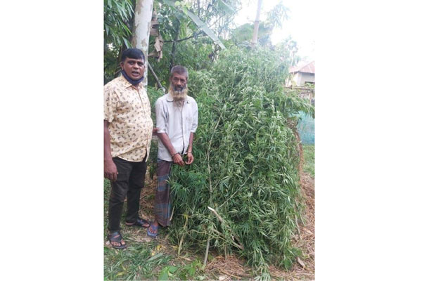 শিবগঞ্জে গাঁজা গাছসহ গ্রেফতার ১