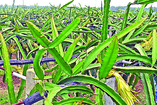 কুমিল্লায় ড্রাগন চাষ
