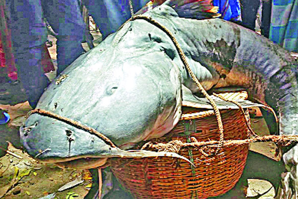 ৫২ কেজির বাঘৈর বিক্রি হলো ৪০ হাজার টাকায়