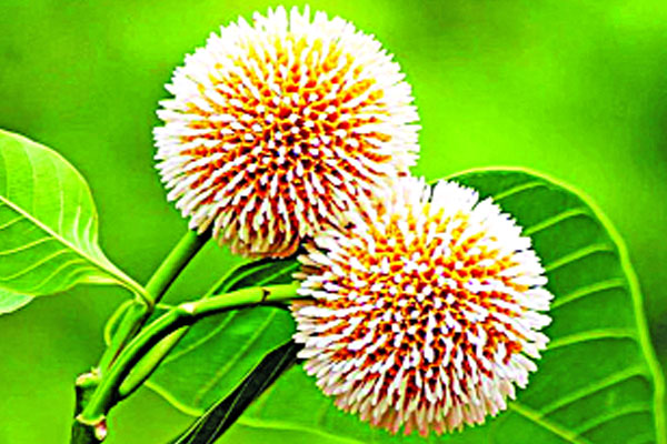 আজ পয়লা আষাঢ় 