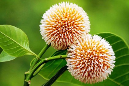 আষাঢ়ের প্রথম দিনে প্রকৃতিতে দোল খাচ্ছে কদম ফুল