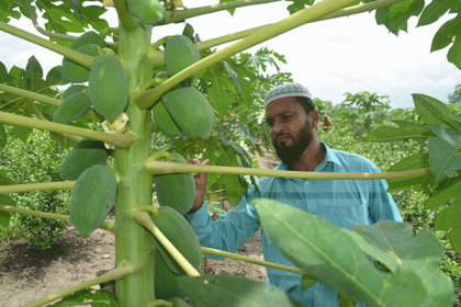 এক জমিতে সাত ফসলের হাসি