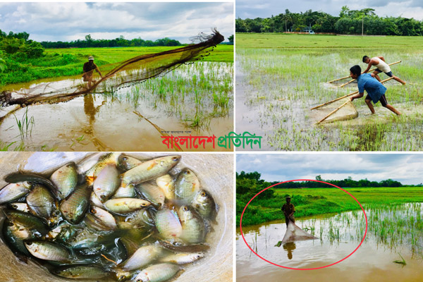 বিশ্বনাথে খাল-বিলে অবাধে পোনা নিধন