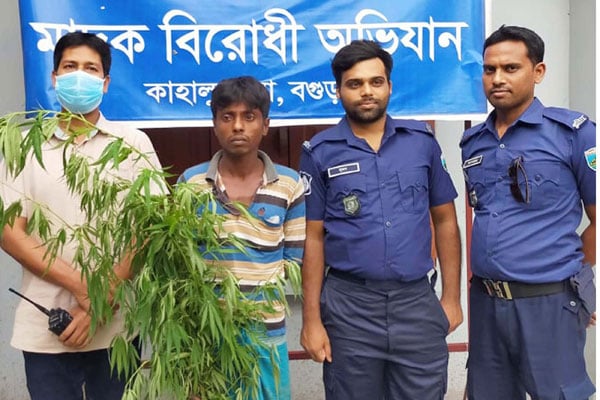 কাহালুতে গাঁজার 
গাছসহ একজন আটক
