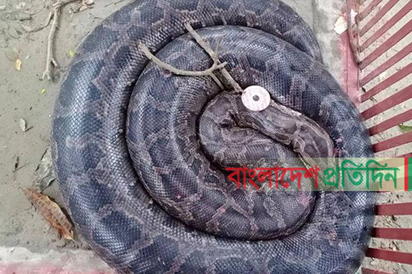 চাঁদপুর পার্কে অজগরসহ ৮ বন্যপ্রাণী উদ্ধার