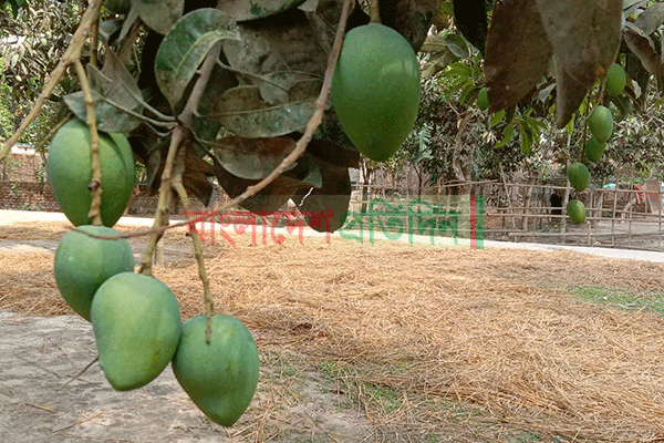 রংপুরে সংরক্ষণের অভাবে বছরে ৫০ কোটি টাকার আম নষ্ট