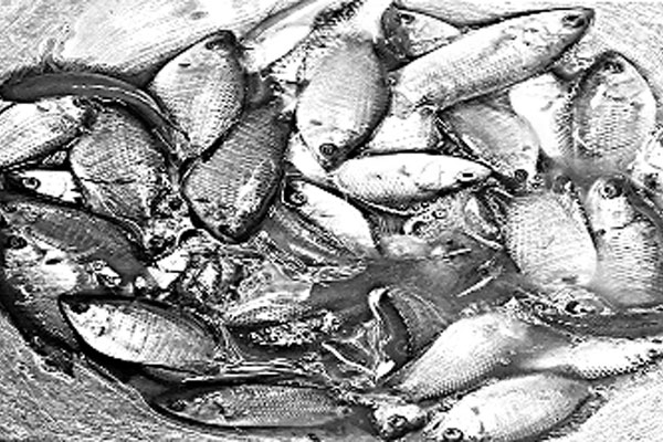 বিশ্বনাথে অবাধে পোনা নিধন
