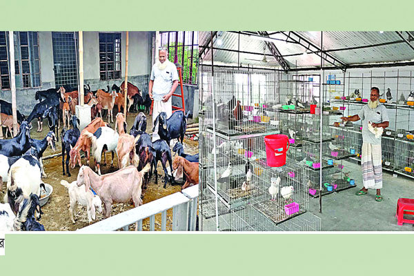 ছাদে কবুতর ও ছাগলের খামার