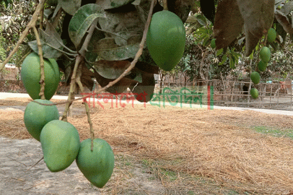 রংপুরে সংরক্ষণের অভাবে বছরে ৫০ কোটি টাকার আম নষ্ট
