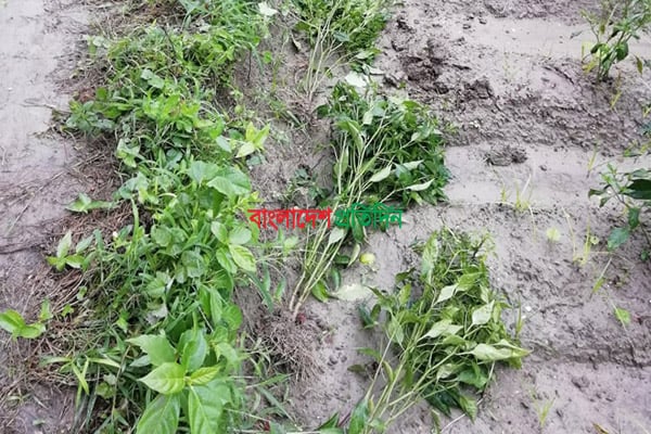 মরিচ গাছের সঙ্গে শত্রুতা!