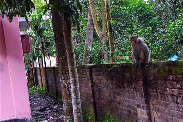 শহরে ক্লান্ত বানর
