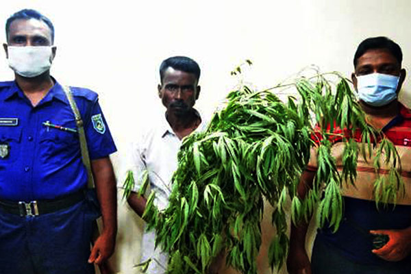 ঘরের মেঝেতে গাঁজা 
চাষে বাড়ির মালিক আটক