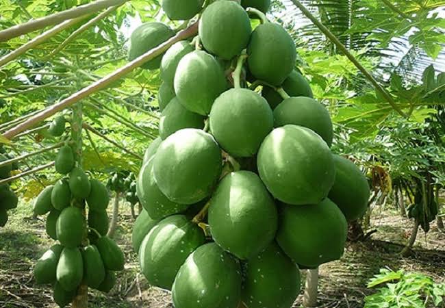 গ্যাস্ট্রিক সমস্যা দূর করে কাঁচা পেঁপে 