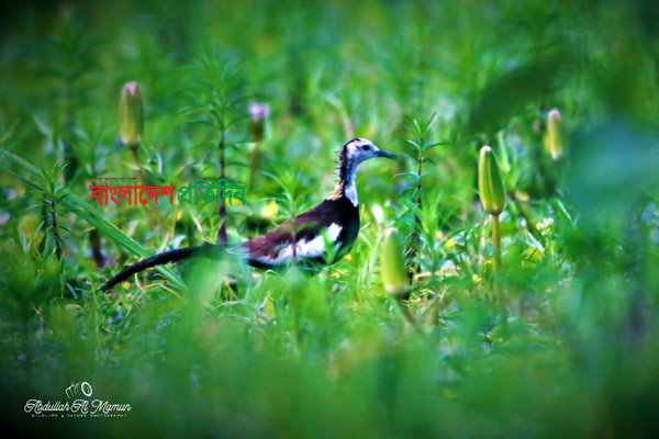 দুর্লভ আবাসিক পাখি 'জল ময়ূর'