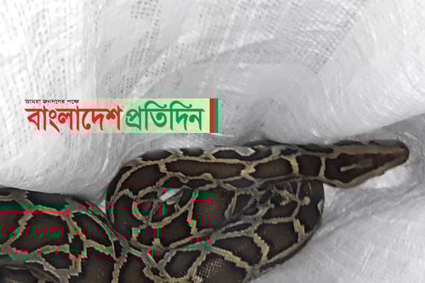 নেত্রকোনার দুর্গাপুরে আবারও লোকালয় থেকে অজগর উদ্ধার