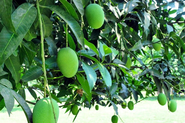 আম পাতার কিছু অজানা উপকারিতা 
