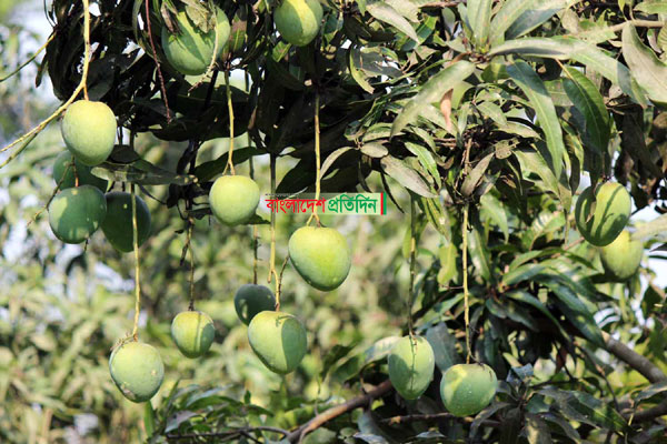 হাঁড়িভাঙ্গা আম বাজারে আসছে রবিবার
