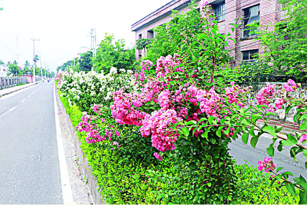 নগরজুড়ে চেরি ফুলের শোভা