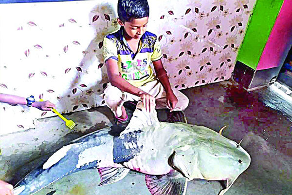জামালপুরে ৪৮ কেজির বাঘৈর ধরা পড়ল বড়শিতে